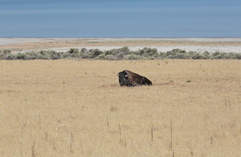 Bison : Antelope Island : Utah : Landscape Photos : Richard Moore : Photographer